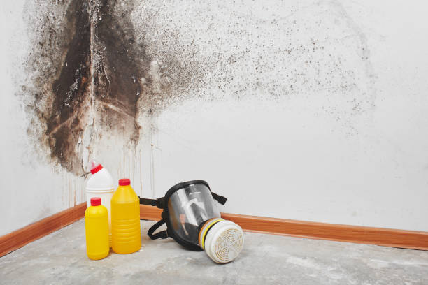 Best Toxic Mold Removal  in Salamanca, NY