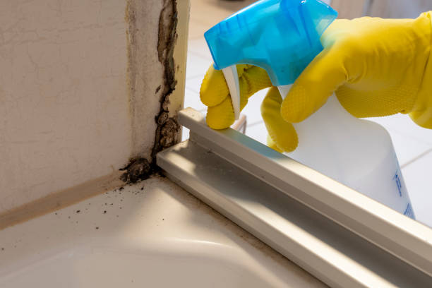 Mold Testing and Removal in Salamanca, NY