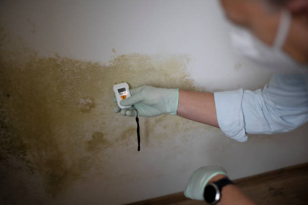 Best Office Mold Removal Services  in Salamanca, NY