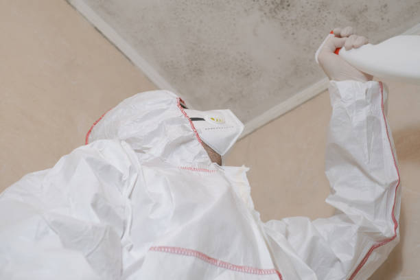 Best Fast Mold Removal  in Salamanca, NY