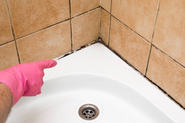 Mold Removal Process in Salamanca, NY